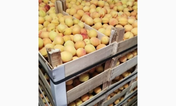 Продается качественный абрикос - фото № 10