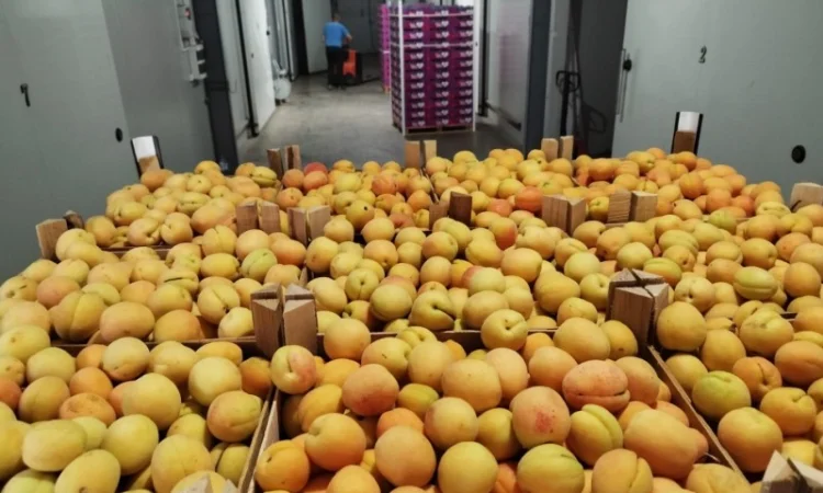 Продается качественный абрикос - фото № 11