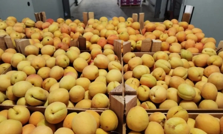 Продается качественный абрикос - фото № 12