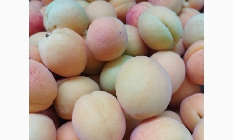 Продается качественный абрикос - фото № 13