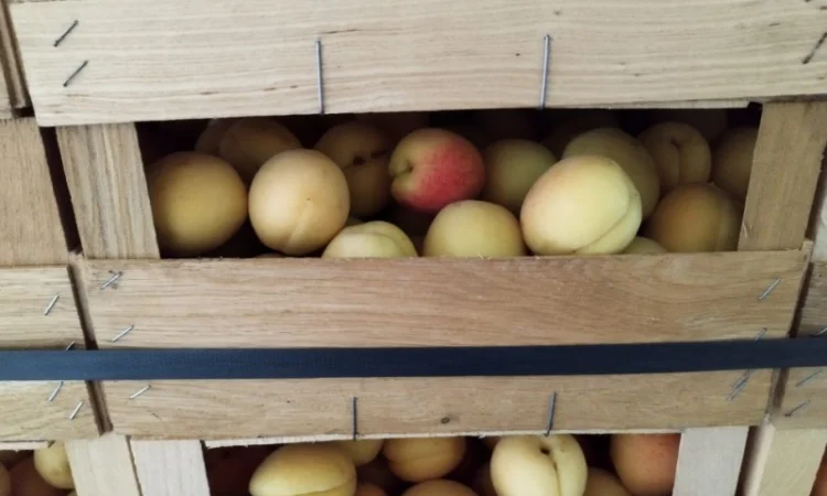 Продается качественный абрикос - фото № 14