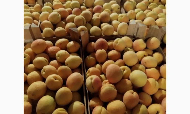 Продается качественный абрикос - фото № 15