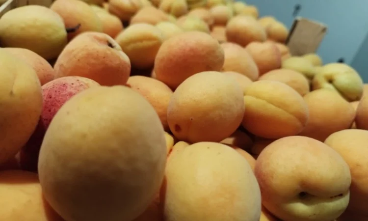 Продается качественный абрикос - фото № 16