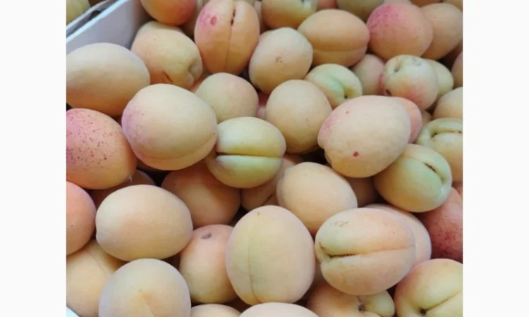 Продается качественный абрикос - фото № 17