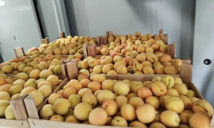 Продается качественный абрикос - фото № 2