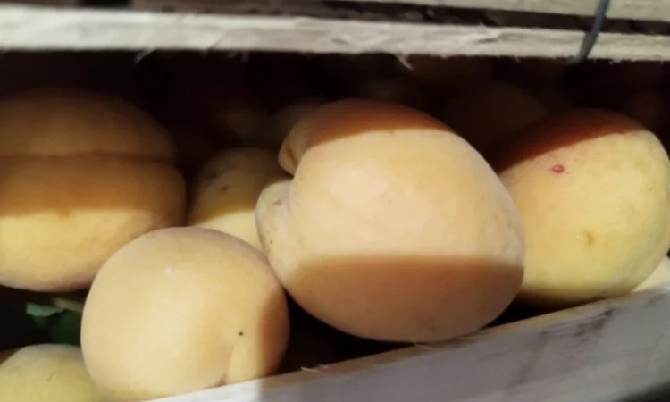 Продается качественный абрикос - фото № 3