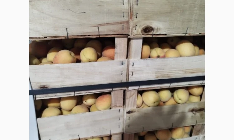 Продается качественный абрикос - фото № 4