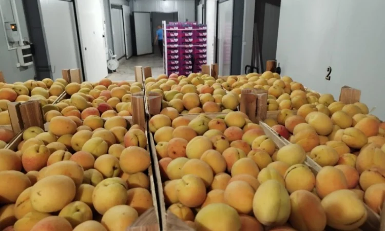 Продается качественный абрикос - фото № 5