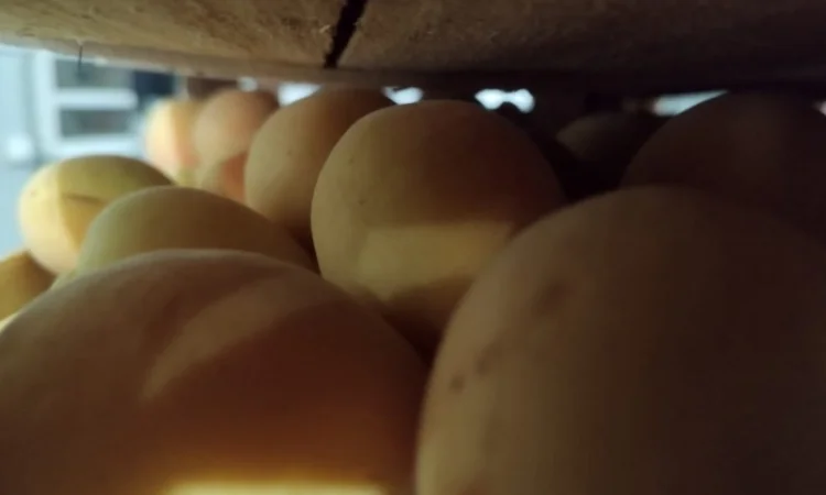 Продается качественный абрикос - фото № 6