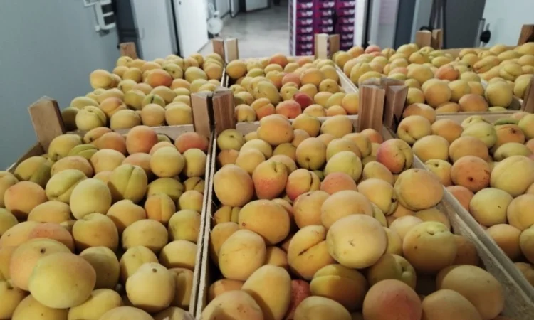 Продается качественный абрикос - фото № 7