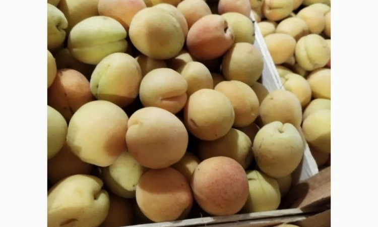 Продается качественный абрикос - фото № 8