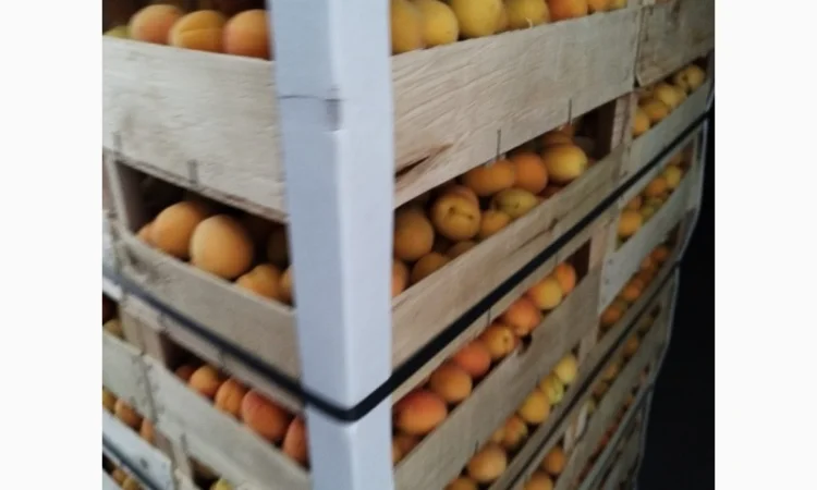 Продается качественный абрикос - фото № 9