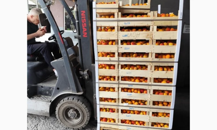 Абрикосы отличного качества из солнечной Молдавии - фото № 2