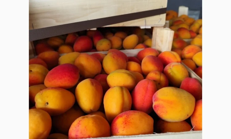 Абрикосы отличного качества из солнечной Молдавии - фото № 3