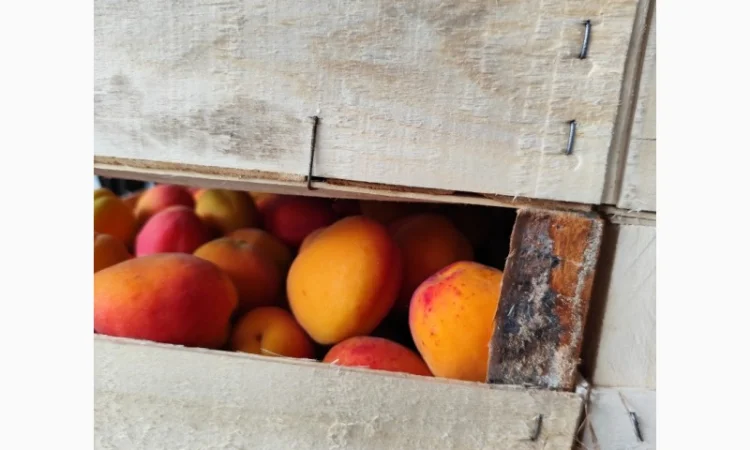 Абрикосы отличного качества из солнечной Молдавии - фото № 4
