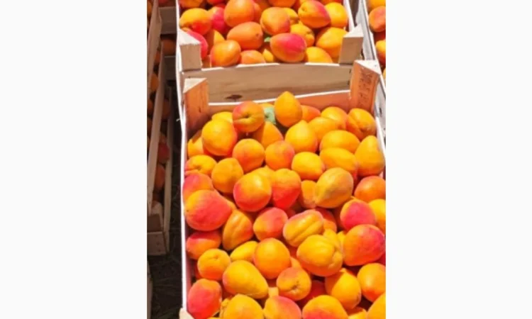 Абрикосы отличного качества из солнечной Молдавии - фото № 5