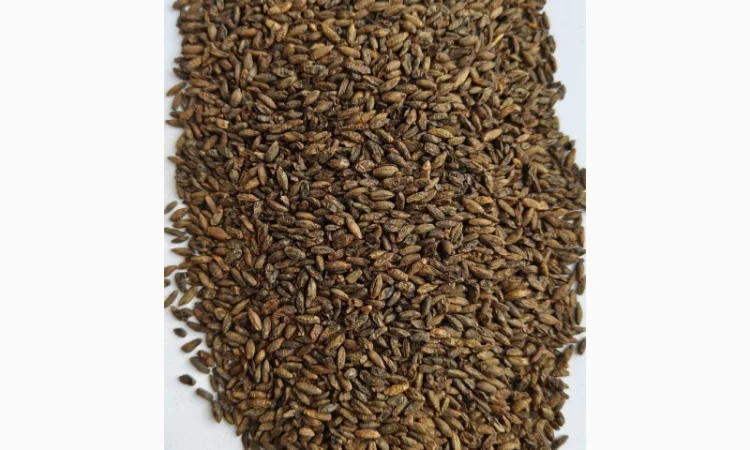 Продается солод (malt) житний, кукурузный и овсяный - фото № 3