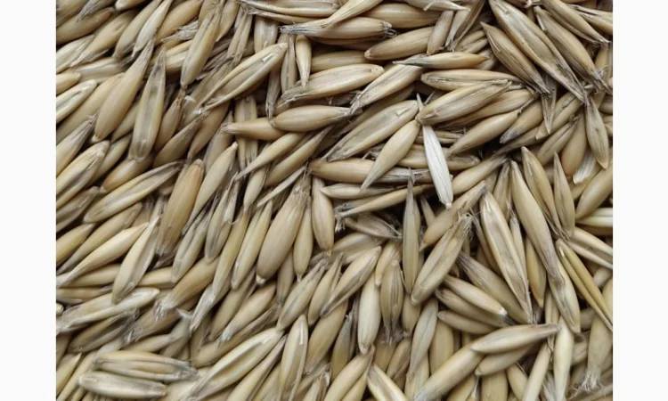 Продается солод (malt) житний, кукурузный и овсяный - фото № 6