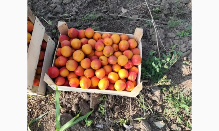 Продается абрикос 2025 года урожая - фото № 1