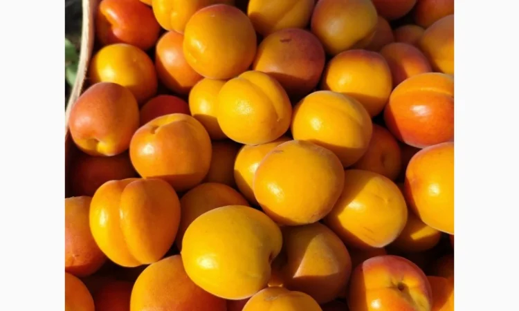 Продается абрикос 2025 года урожая - фото № 2
