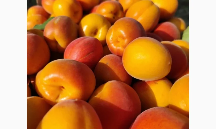 Продается абрикос 2025 года урожая - фото № 3