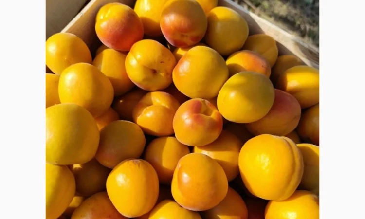 Продается абрикос 2025 года урожая - фото № 4