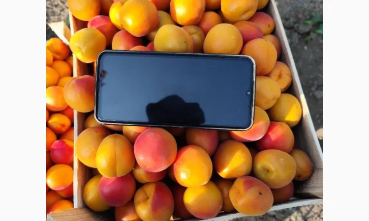 Продается абрикос 2025 года урожая - фото № 5