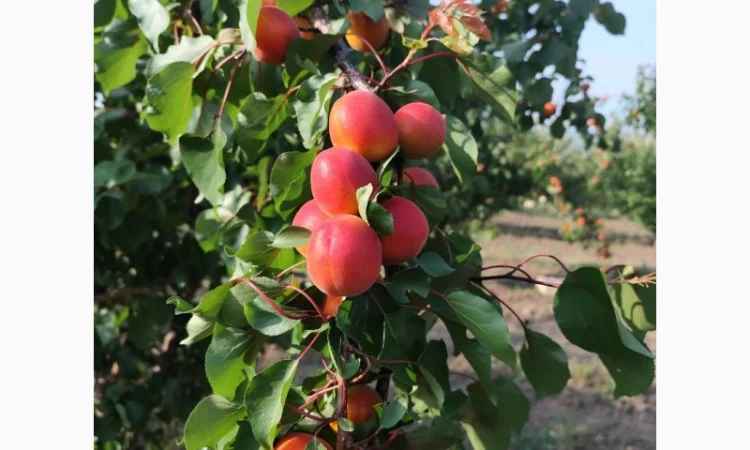 Продается абрикос 2025 года урожая - фото № 6