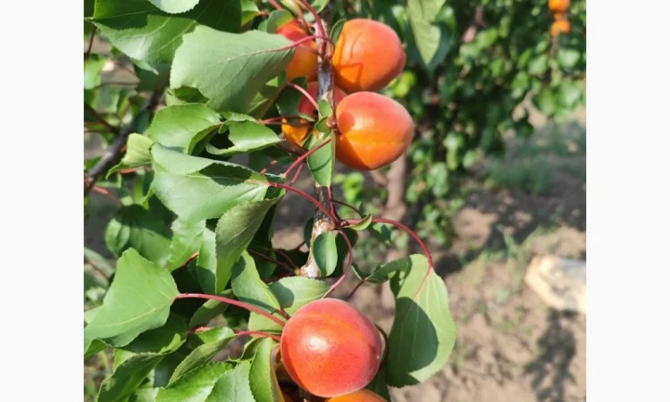 Продается абрикос 2025 года урожая - фото № 7