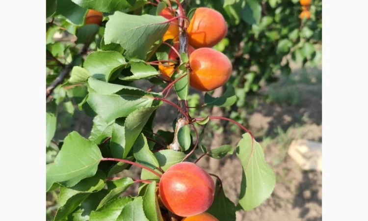 Продается абрикос 2025 года урожая - фото № 8