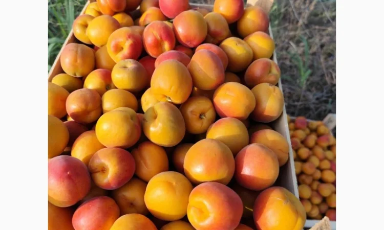 Продается абрикос 2025 года урожая - фото № 9