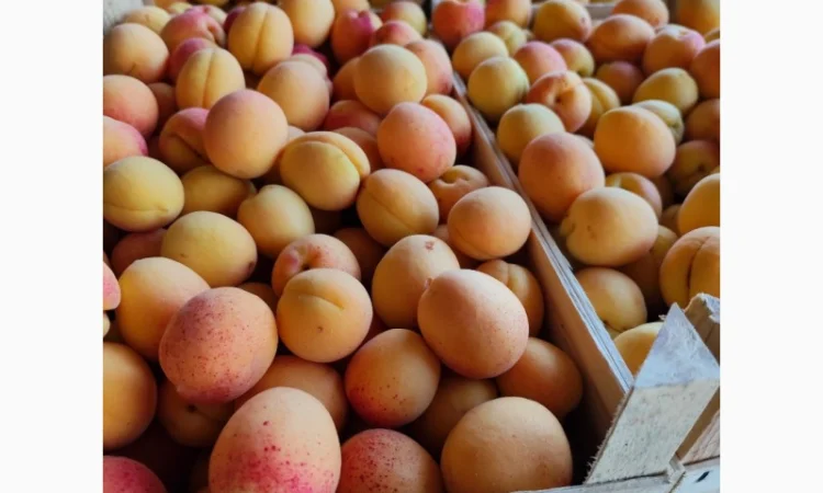 Продаются крупные и сладкие молдавские абрикосы - фото № 1