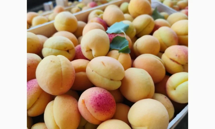 Продаются крупные и сладкие молдавские абрикосы - фото № 4