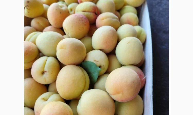Продаются крупные и сладкие молдавские абрикосы - фото № 5