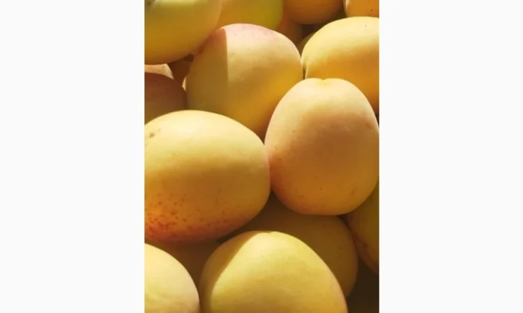 Продаются крупные и сладкие молдавские абрикосы - фото № 6