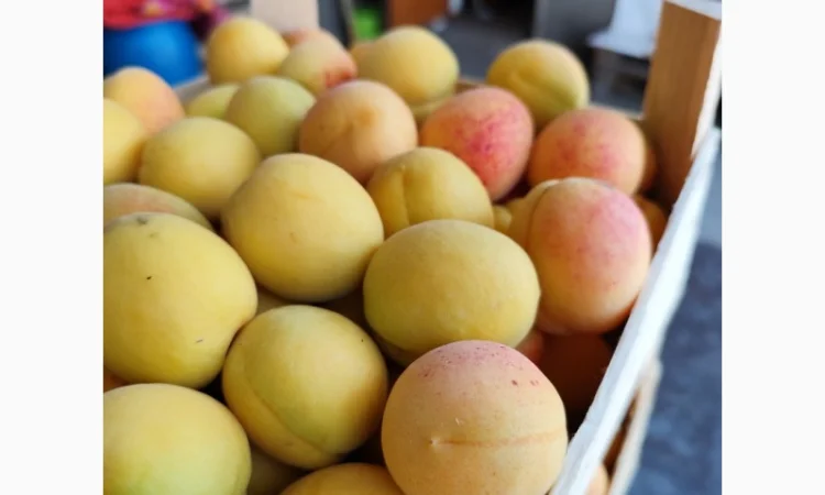 Продаются крупные и сладкие молдавские абрикосы - фото № 7