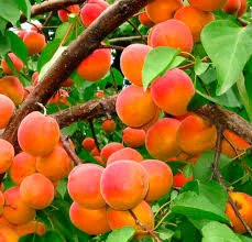 Стабильные оптовые поставки абрикоса на сезон - фото № 1