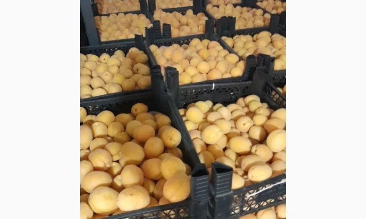 Продаются сладкие абрикосы из Турции - фото № 1