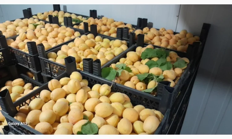 Продаются сладкие абрикосы из Турции - фото № 2