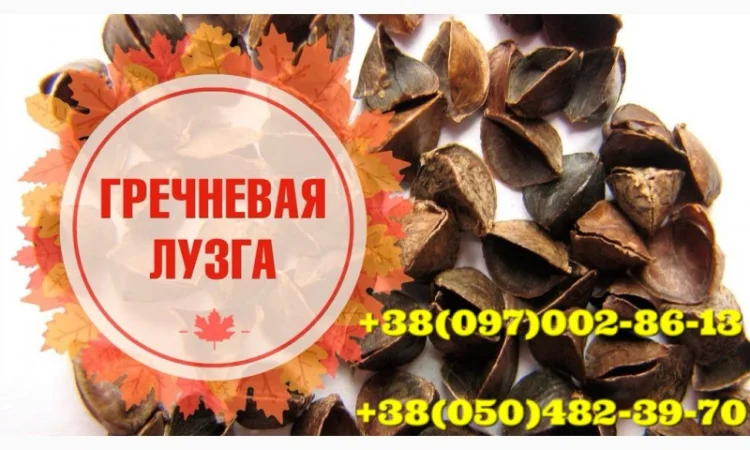 Пропонується лузга гречихи в мішках по 10 кг - фото № 2