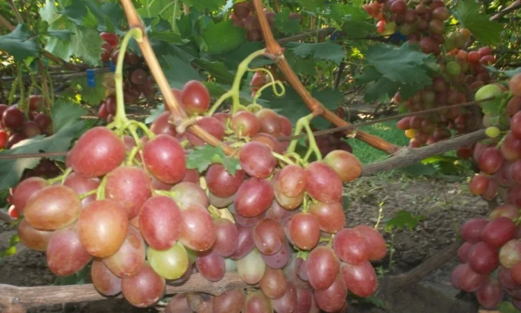 Пропонується виноград столових сортів: Анюта, Лівія, Софія, Преображення, Рембо, Байконур - фото № 1