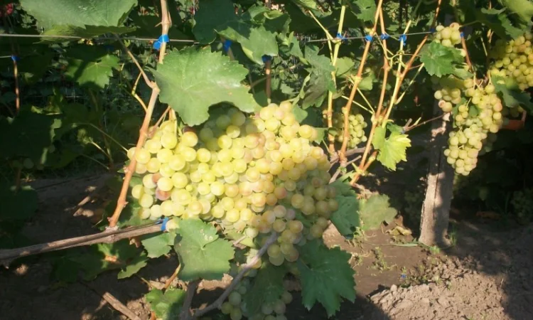 Пропонується виноград столових сортів: Анюта, Лівія, Софія, Преображення, Рембо, Байконур - фото № 3