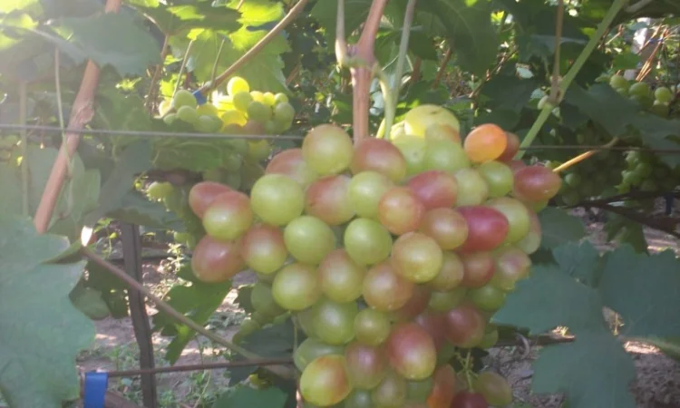 Пропонується виноград столових сортів: Анюта, Лівія, Софія, Преображення, Рембо, Байконур - фото № 6