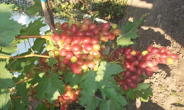 Пропонується виноград столових сортів: Анюта, Лівія, Софія, Преображення, Рембо, Байконур - фото № 8