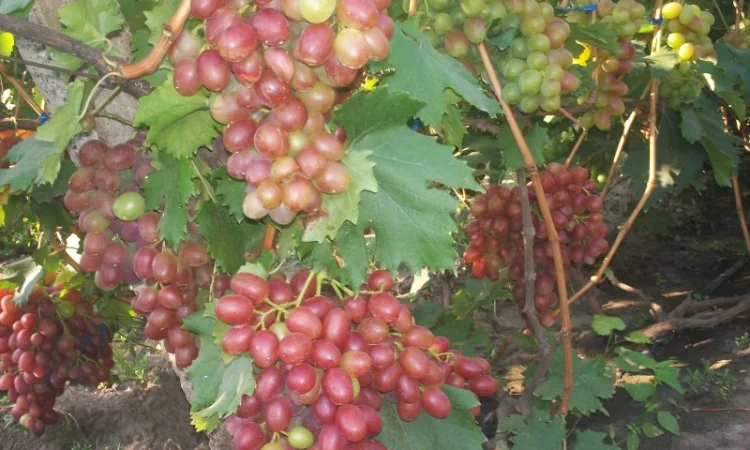 Пропонується виноград столових сортів: Анюта, Лівія, Софія, Преображення, Рембо, Байконур - фото № 2