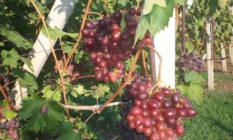 Пропонується виноград столових сортів: Анюта, Лівія, Софія, Преображення, Рембо, Байконур - фото № 4