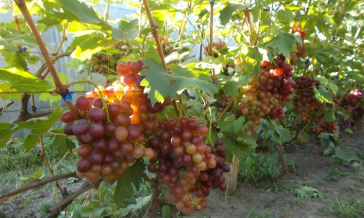 Пропонується виноград КМ Сказка, Анюта, Лакомка - фото № 1