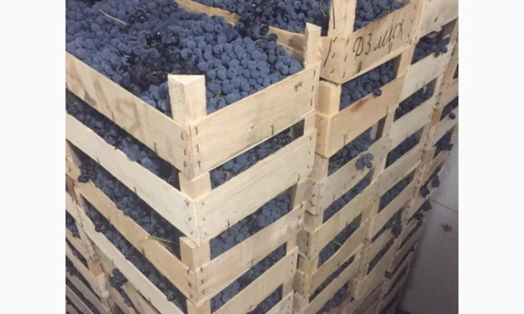 Пропонується столовий виноград різних сортів - фото № 4