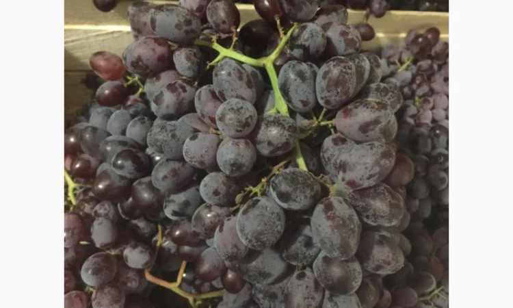 Пропонується столовий виноград різних сортів - фото № 5