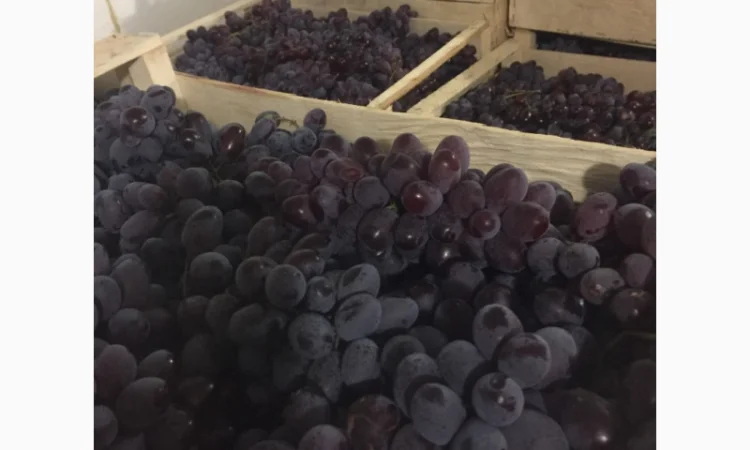 Пропонується столовий виноград різних сортів - фото № 6